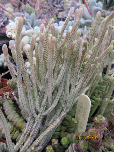 Crassula perforata: Crassula muscosa and nealeana