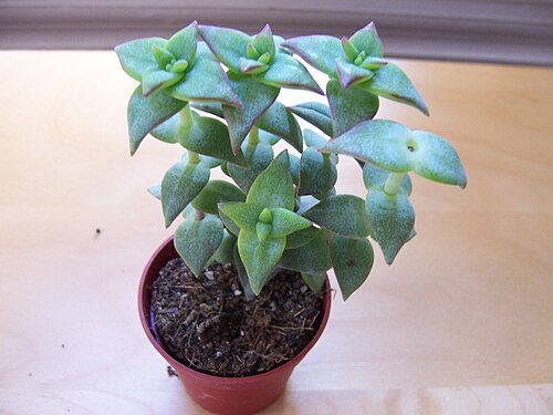 Crassula perforata: Crassula Perforata