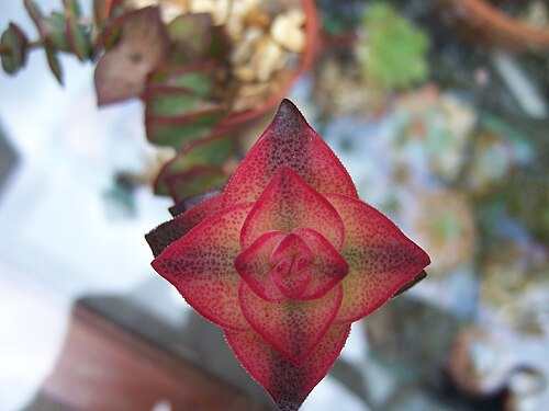 Crassula perforata: crassula perforata varigata