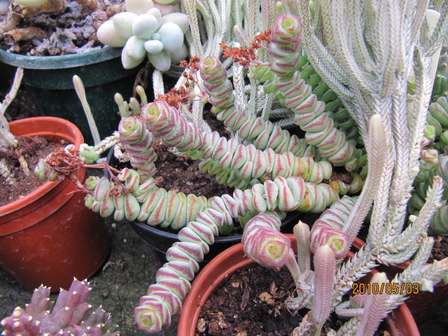 Crassula perforata: Crassula nealeana and muscosa