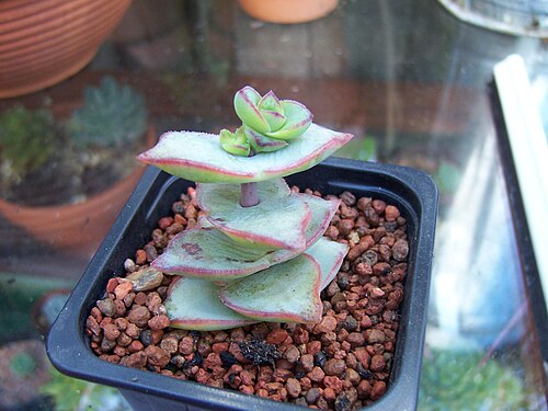 Crassula perforata: Crassula Perforata giant form