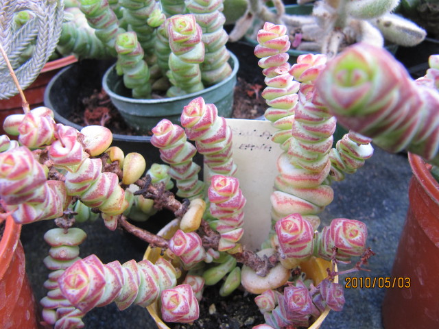 Crassula perforata: Crassula nealeana