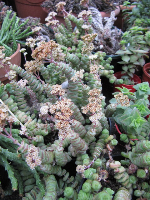 Crassula perforata: Crassula nealeana = Crassula perforata