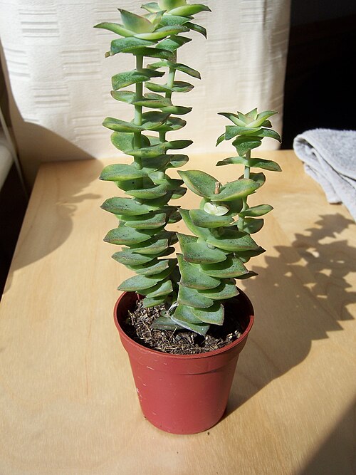 Crassula perforata: Crassula Perforata Variagata