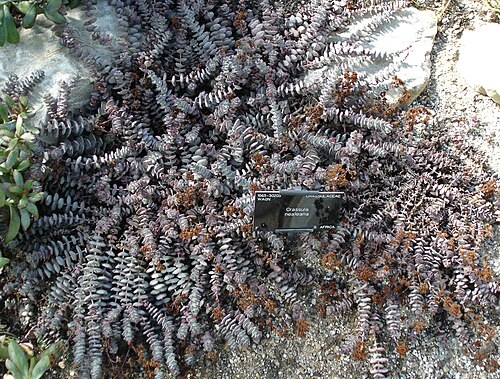 Crassula perforata: Royal Botanic Gardens, Kew, August 2005