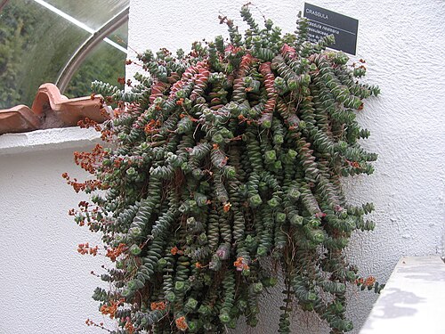 Crassula perforata: Crassula perforata (Syn. Crassula nealeana), Jardin Botanique de Montréal