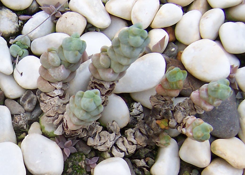 Crassula plegmatoides: Crassula plegmatoides , habitus