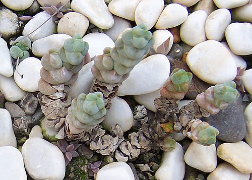 Crassula plegmatoides: Crassula plegmatoides , habitus