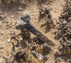 Crassula plegmatoides (Crassula plegmatoides)