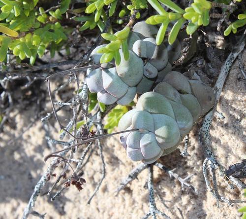 Crassula plegmatoides (Crassula plegmatoides)