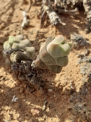 Crassula plegmatoides (Crassula plegmatoides)