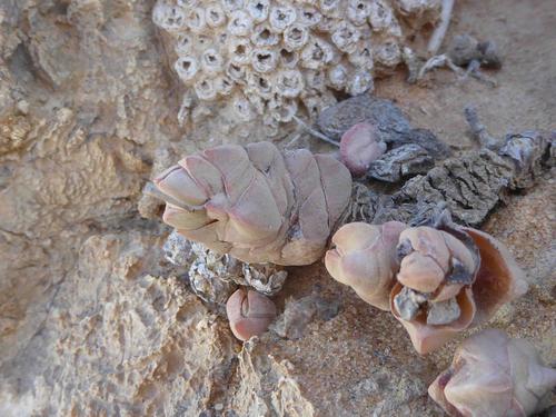 Crassula plegmatoides (Crassula plegmatoides)
