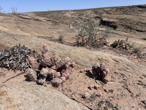 Crassula plegmatoides (Crassula plegmatoides)