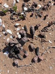 Crassula plegmatoides (Crassula plegmatoides)