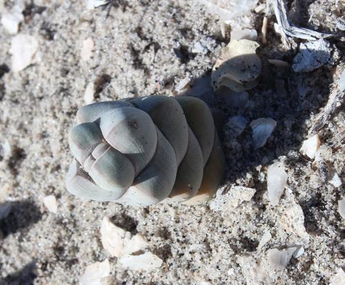 Crassula plegmatoides (Crassula plegmatoides)