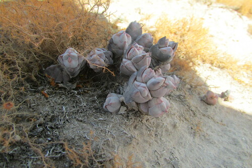 Crassula plegmatoides (Crassula plegmatoides)