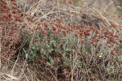 Crassula pruinosa (Crassula pruinosa)