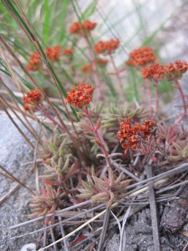 Crassula pruinosa (Crassula pruinosa)