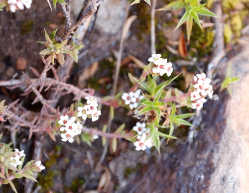 Crassula pruinosa (Crassula pruinosa)