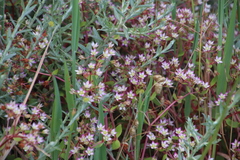 Crassula pruinosa (Crassula pruinosa)