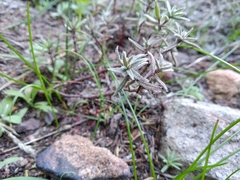 Crassula pruinosa (Crassula pruinosa)