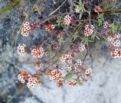 Crassula pruinosa (Crassula pruinosa)