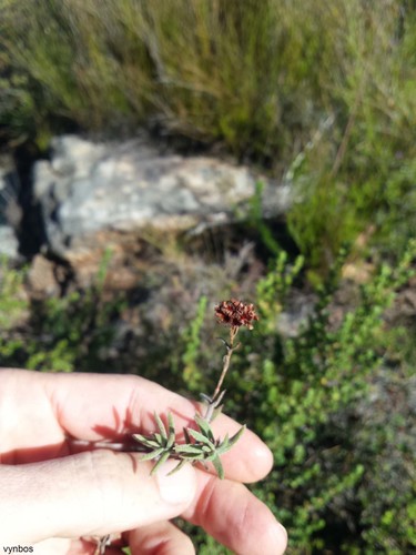 Crassula pruinosa (Crassula pruinosa)