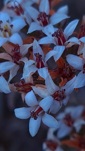 Crassula pruinosa (Crassula pruinosa)