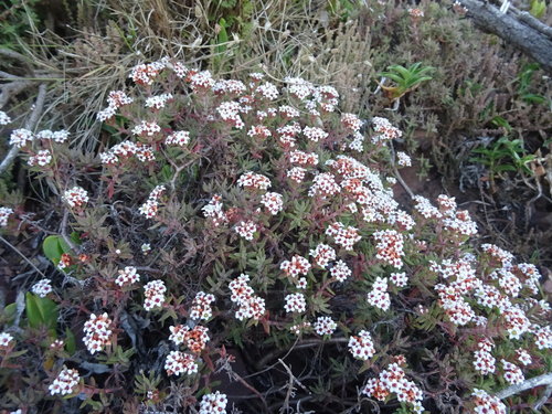 Crassula pruinosa (Crassula pruinosa)