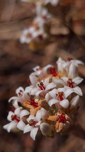 Crassula pruinosa (Crassula pruinosa)