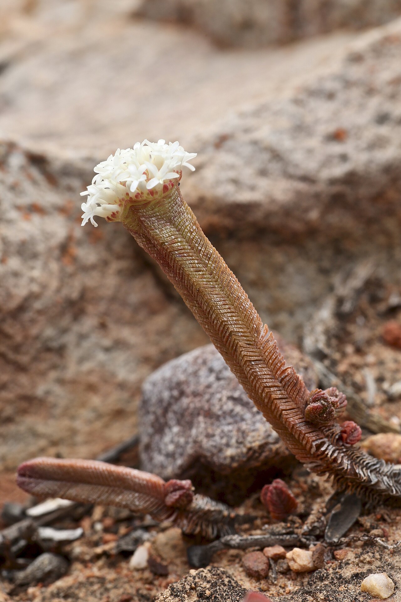 Crassula pyramidalis: Groot Swartberg Nature Reserve, Western Cape, South Africa.