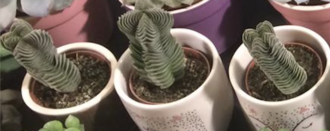 Crassula pyramidalis: Crassula pyramidalis