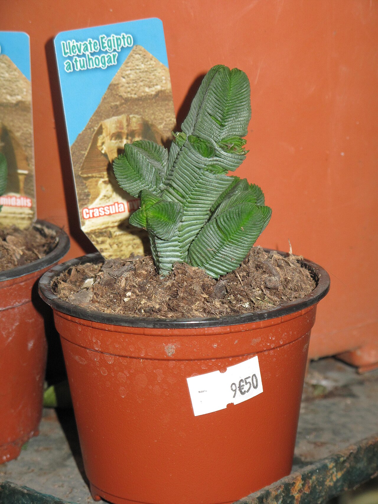 Crassula pyramidalis: Crassula pyramidalis