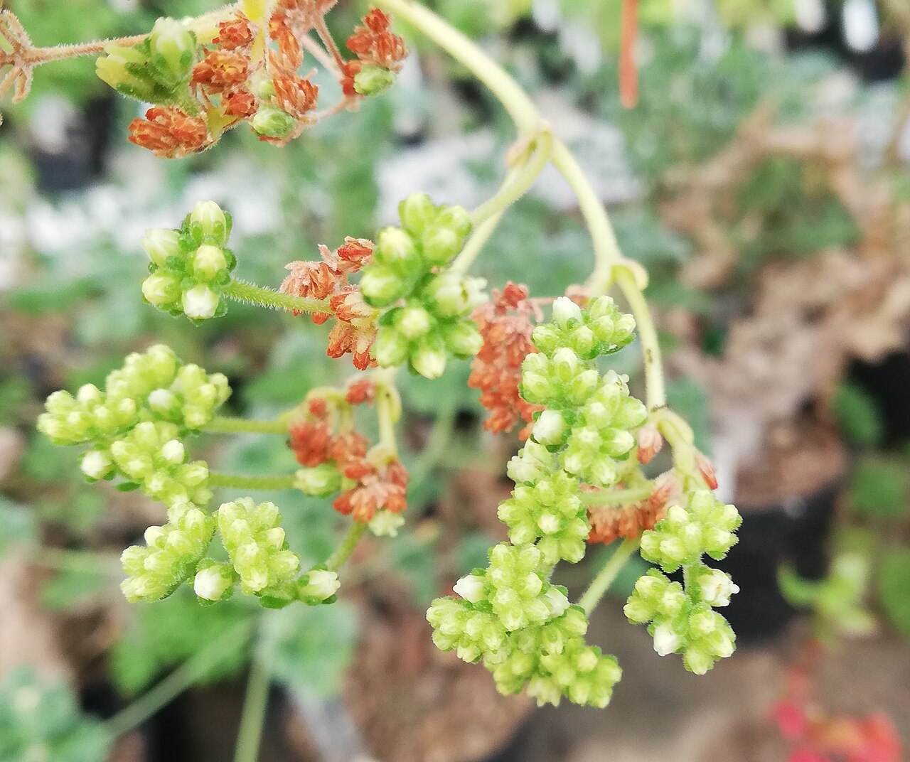 Crassula rogersii: Crassula rogersii - KEW gardens