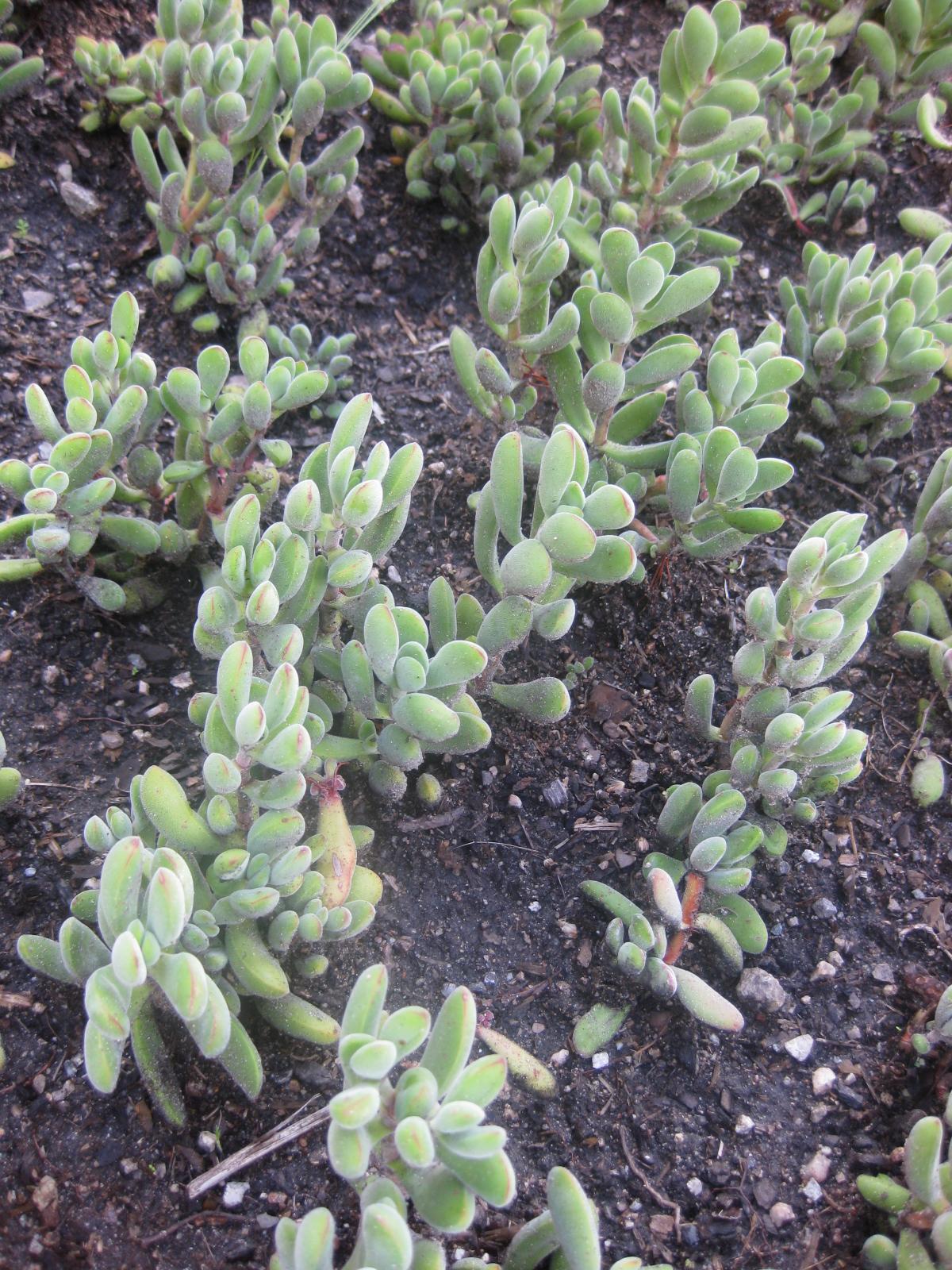 Crassula rogersii: Photographed at Huntington Gardens (Los Angeles) in March