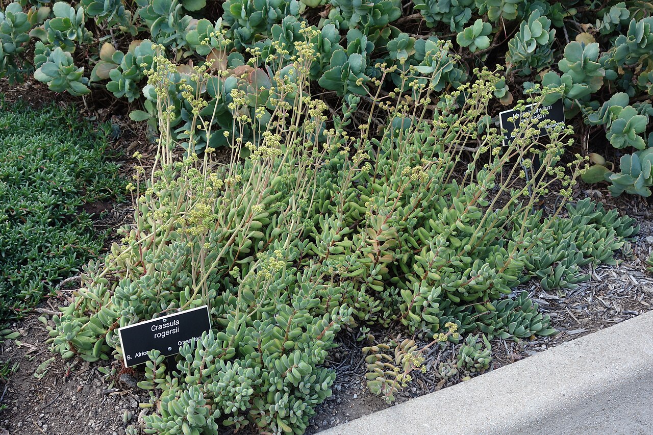 Crassula rogersii: Huntington Botanical Gardens - San Marino, California, USA.