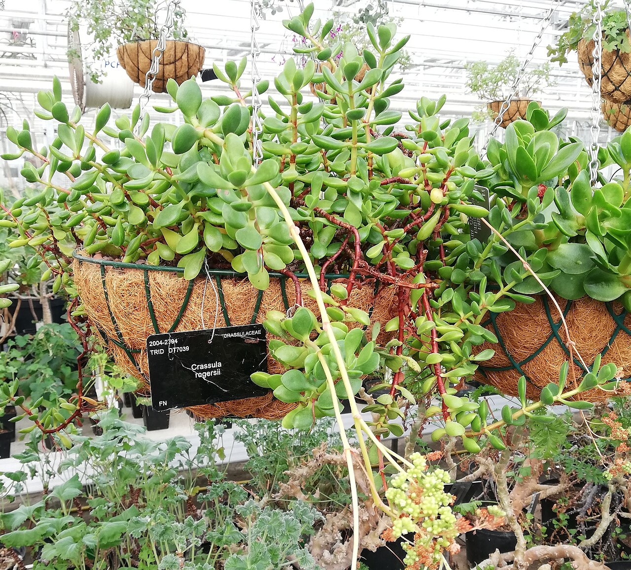 Crassula rogersii: Crassula rogersii - KEW gardens