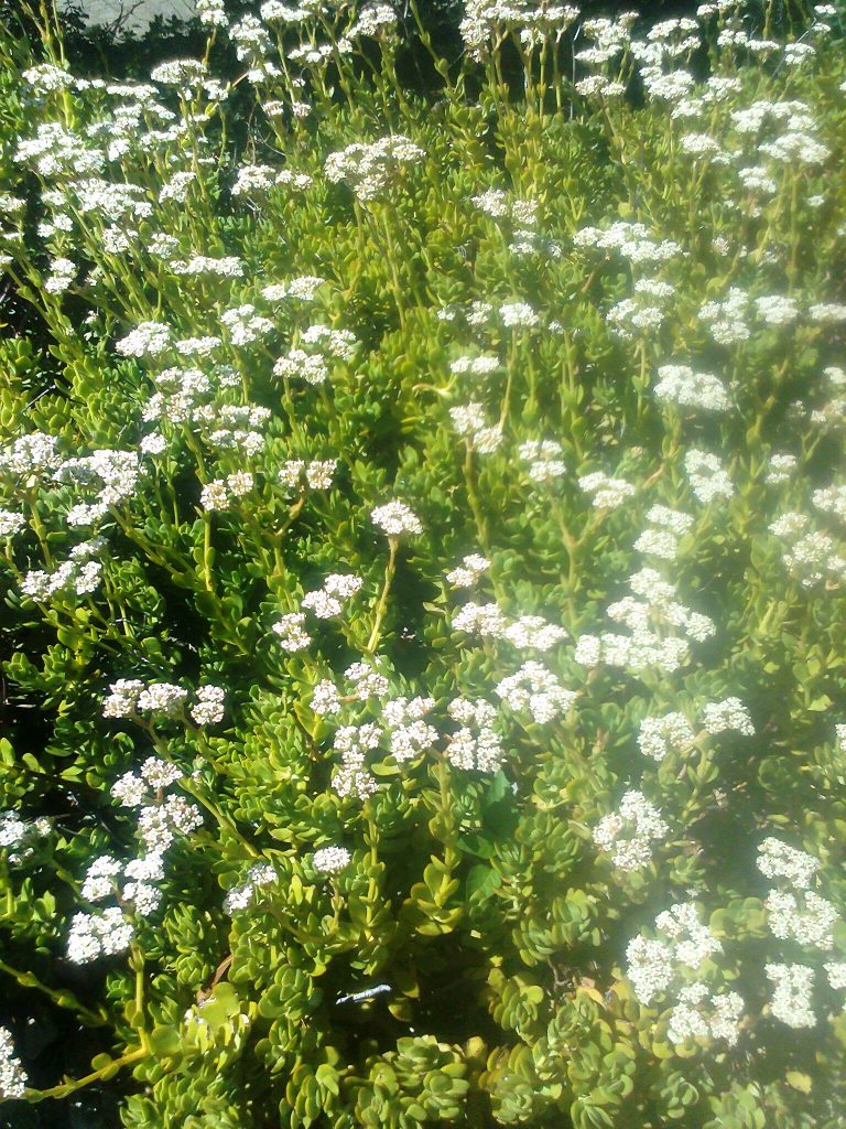 Crassula rubricaulis: Crassula rubricaulis - South Africa
