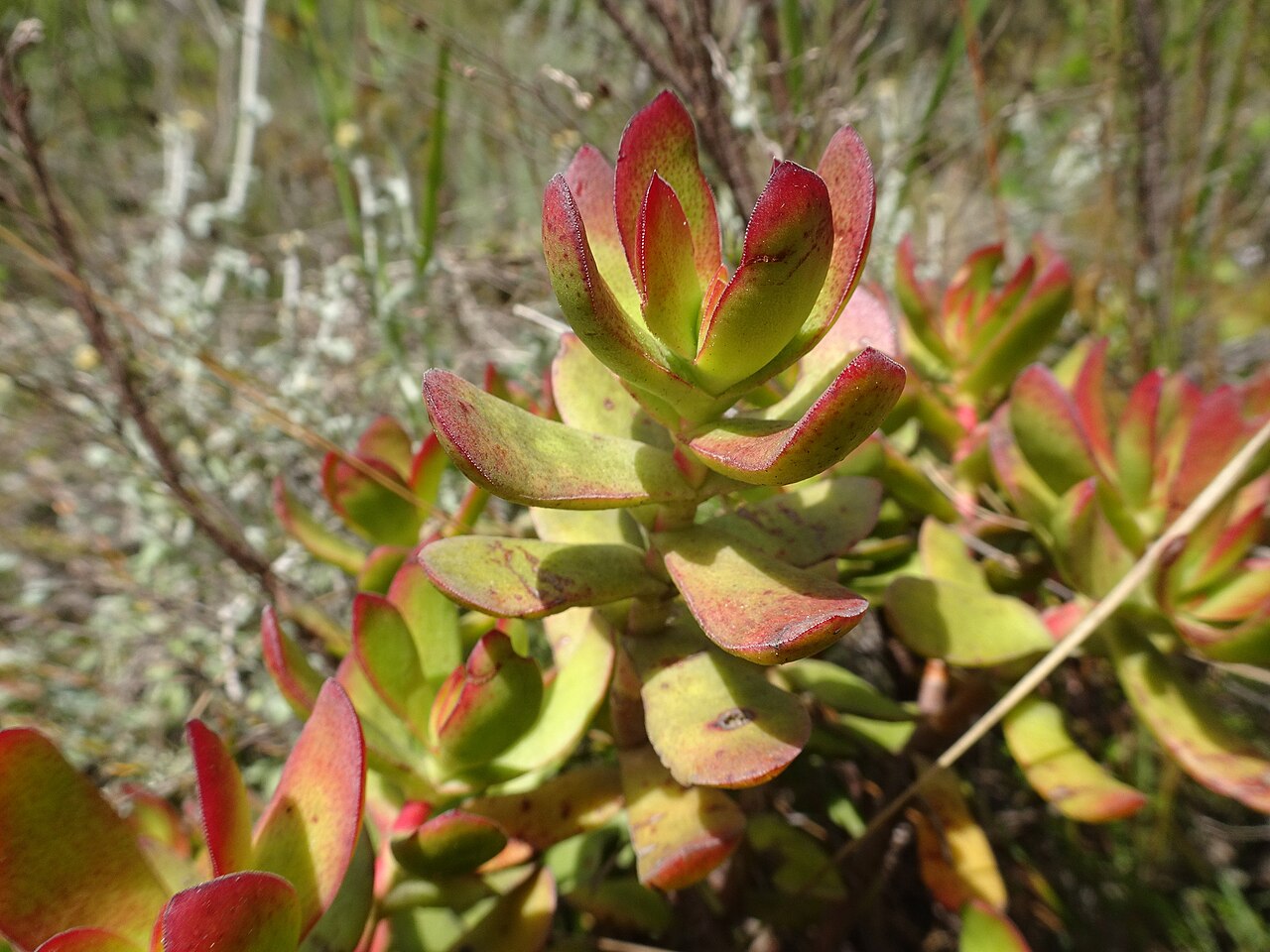 Crassula rubricaulis: Redstem Stonecrop ( Crassula rubricaulis ) in South Africa
