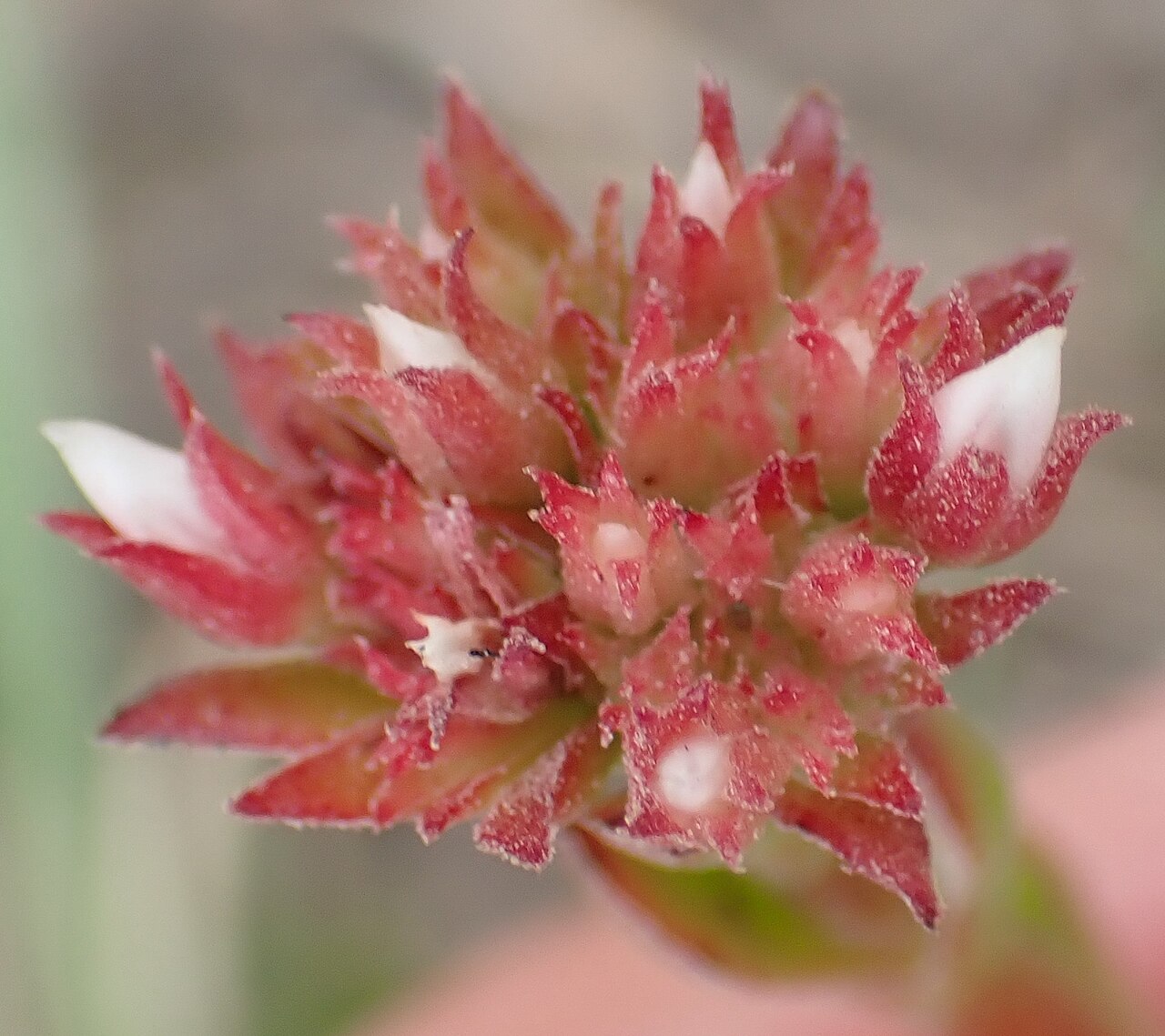 Crassula rubricaulis: Redstem Stonecrop ( Crassula rubricaulis ) in South Africa