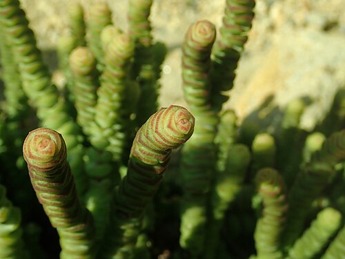 Concertina plant: Crassula marnieriana , Berlin-Dahlem Botanical Garden.