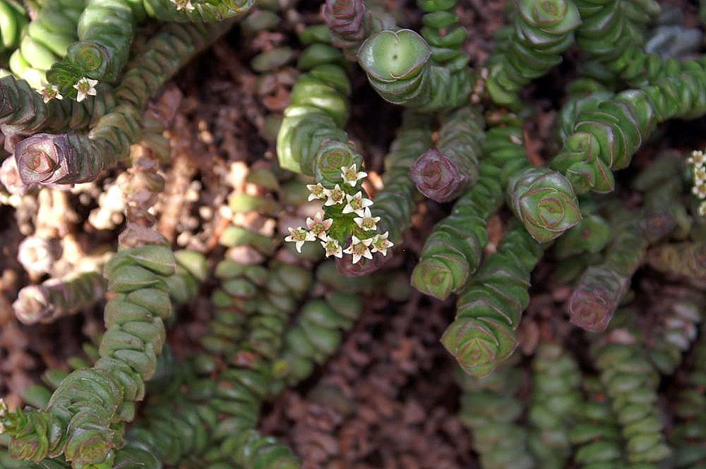 Concertina plant: Location taken: the New York Botanical Garden. Names: Crassula rupestris L.f., Bead Vine, Buttons On a String, Felsen Dickblatt, Rosary Vin Classification: Plan