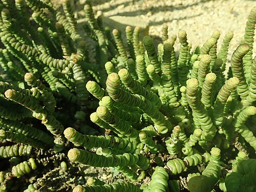 Concertina plant: Crassula marnieriana , Berlin-Dahlem Botanical Garden.