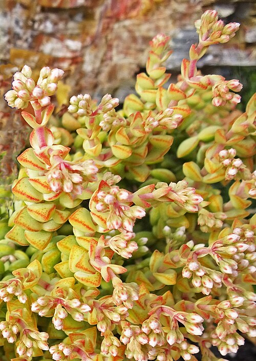 Concertina plant: Crassula rupestris 'Tom Thumb', Stonecrop family (Crassulaceae). Red Butte Garden, Salt Lake City, Utah.