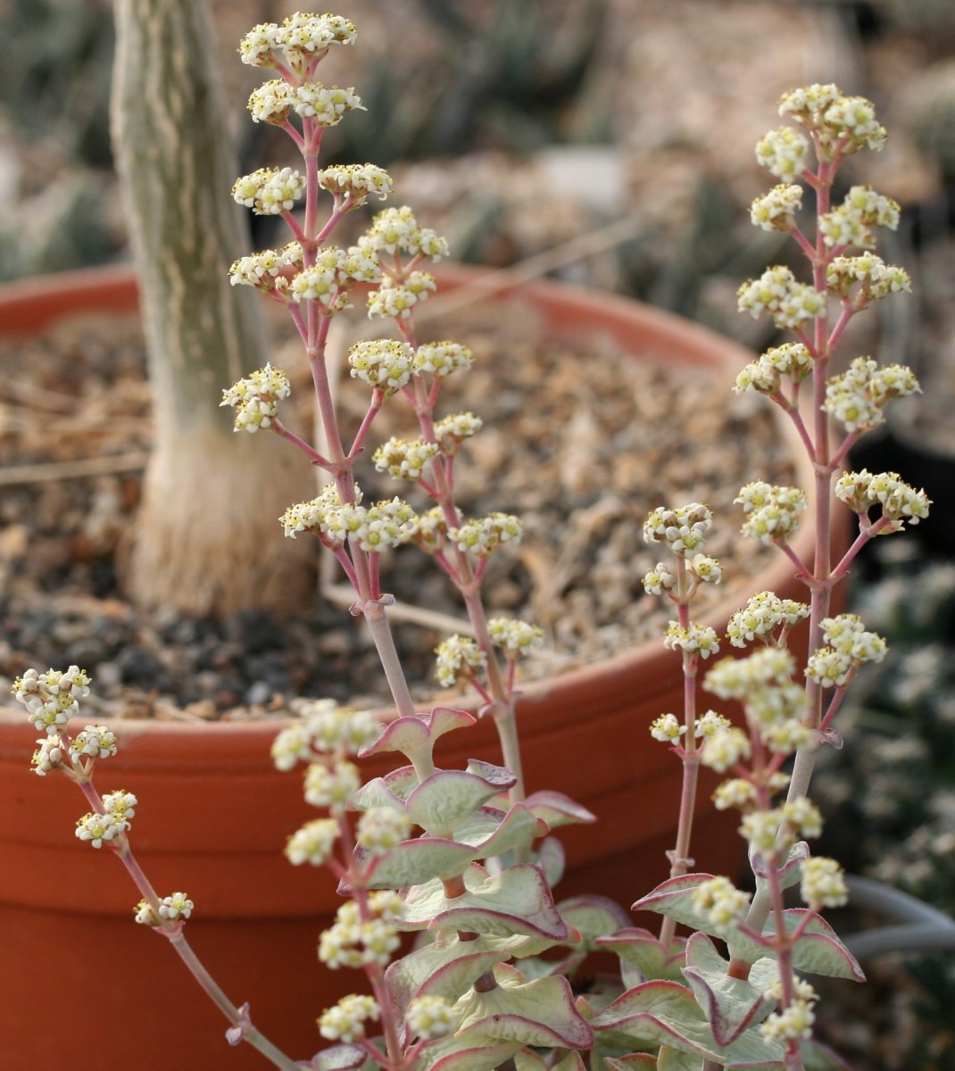Concertina plant: Crassula rupestris in Kultur