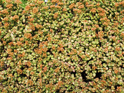 Concertina plant: Specimen in cultivation at the Royal Botanic Gardens, Kew, United Kingdom.