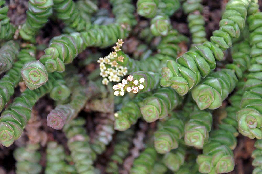 Concertina plant: Location taken: the New York Botanical Garden. Names: Crassula rupestris L.f., Bead Vine, Buttons On a String, Felsen Dickblatt, Rosary Vin Classification: Plan