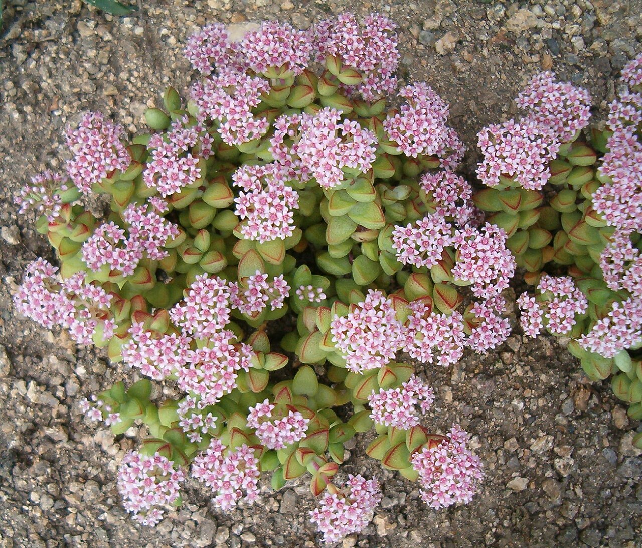 Concertina plant: Location: Botanical Gardens Berlin Dahlem Xerophyt