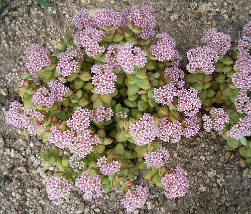 Concertina plant: Location: Botanical Gardens Berlin Dahlem Xerophyt