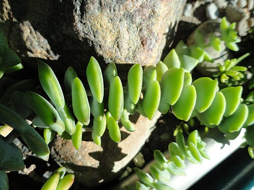 Concertina plant: Botanical specimen. The University of Helsinki Botanical Garden at Kaisaniemi